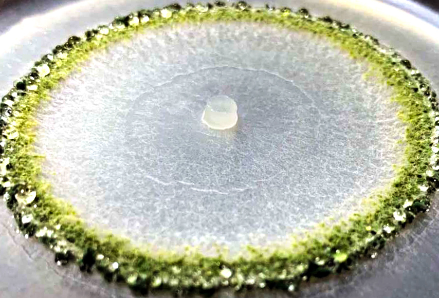 Trichoderma harzianum that is used for plant protection and plant growth promotion forms spores in response to nutritional limitation