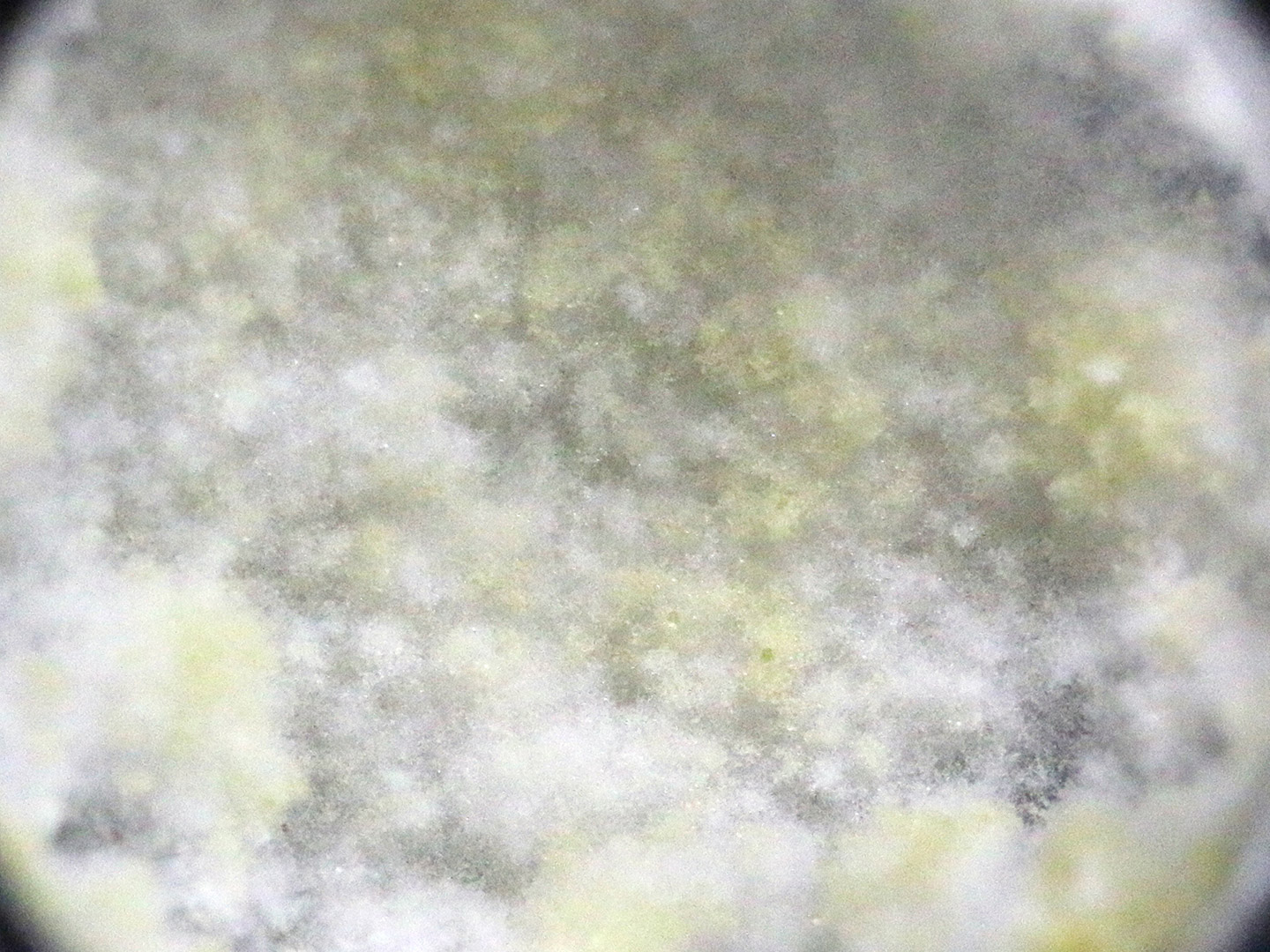Some Trichoderma species use air as the main medium for the dispersal of their spores and produce fluffy colonies