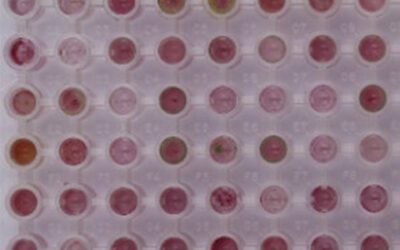 Phenogenomics reveals the ecology and evolution of Trichoderma fungi for sustainable agriculture