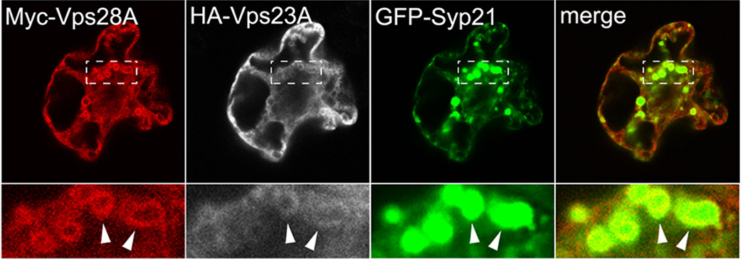 C Images of the triple-transformed cell are shown here