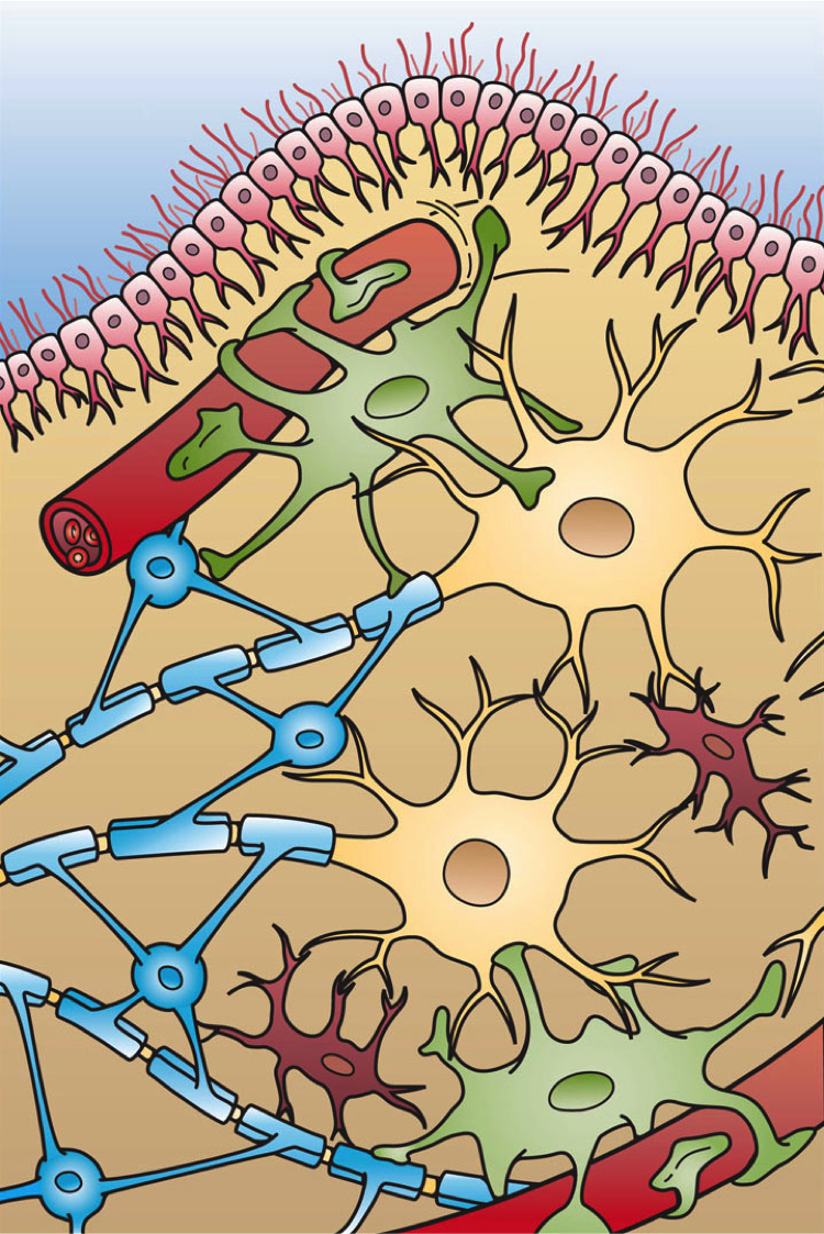 Glial Cell Types