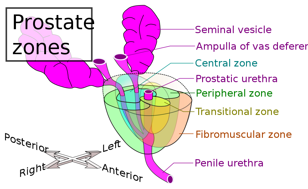 Prostate zones