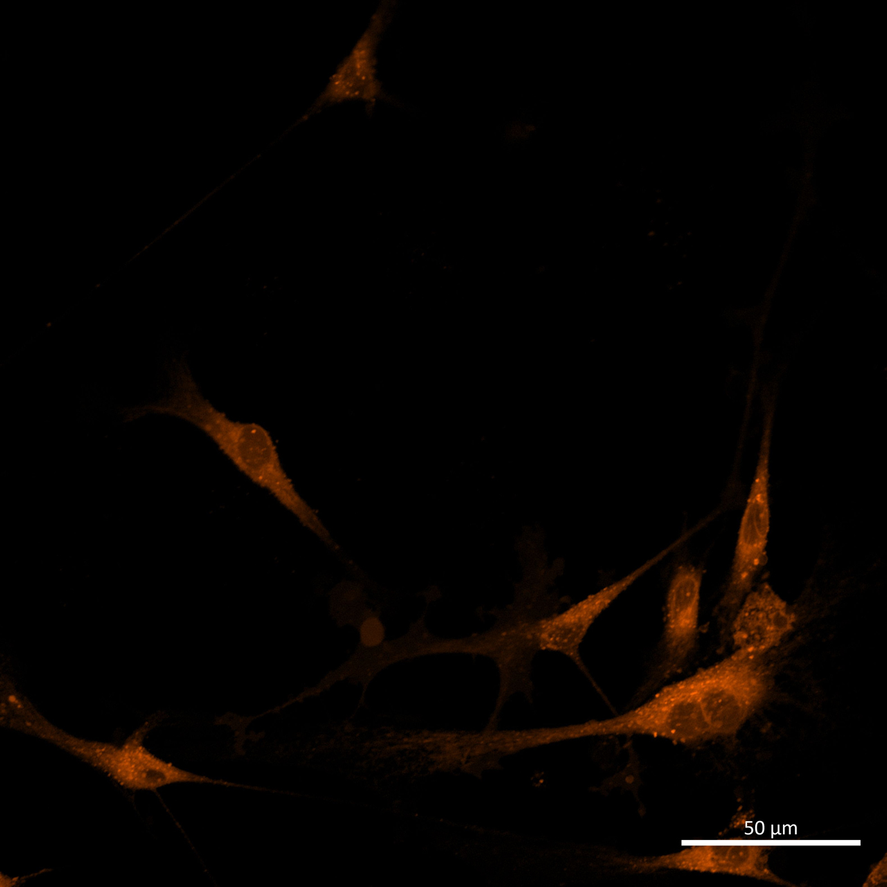 Schwann cells in-vitro fluorescent