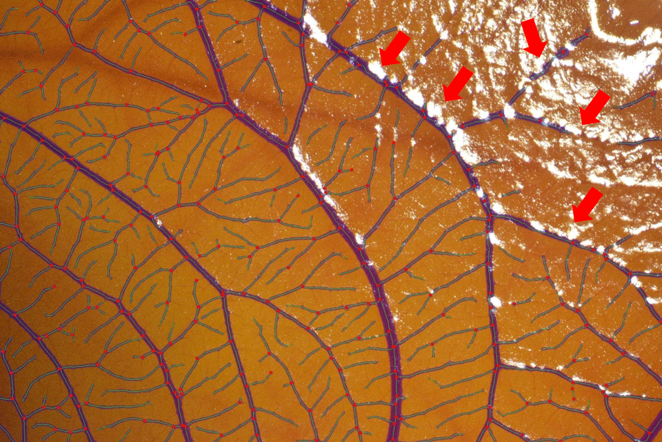 analysis-ouput-CAM-image-with-reflections