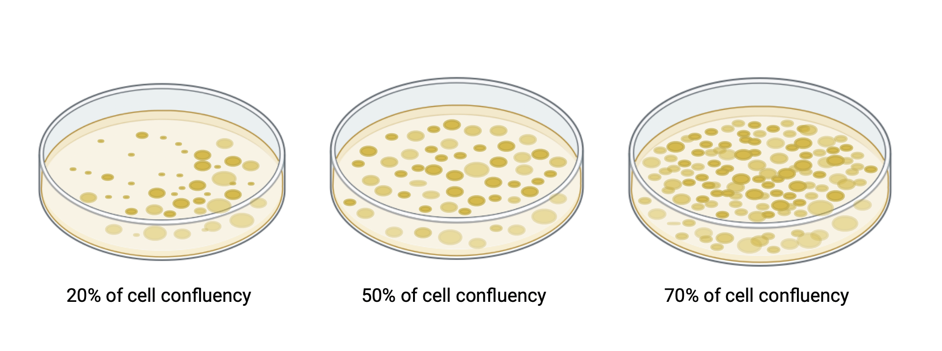 cell confluency measurement