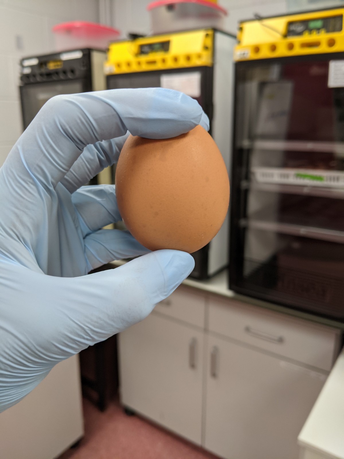hens eggs