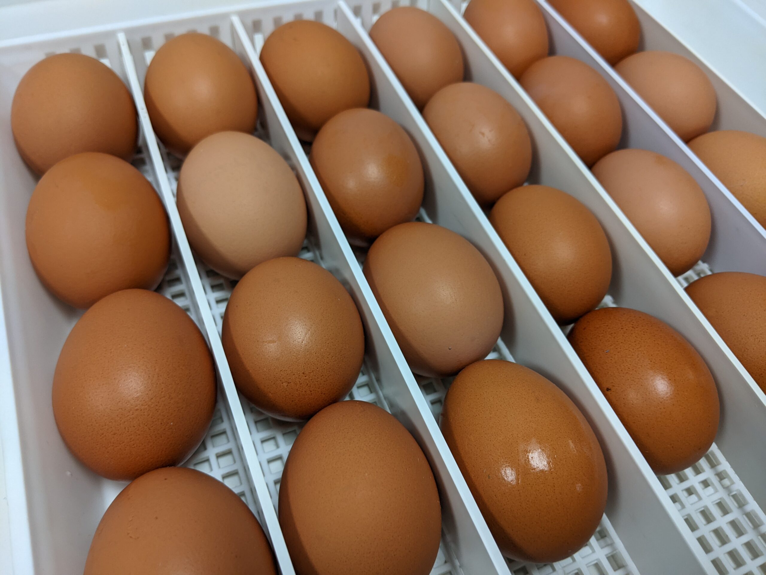 fertilized eggs