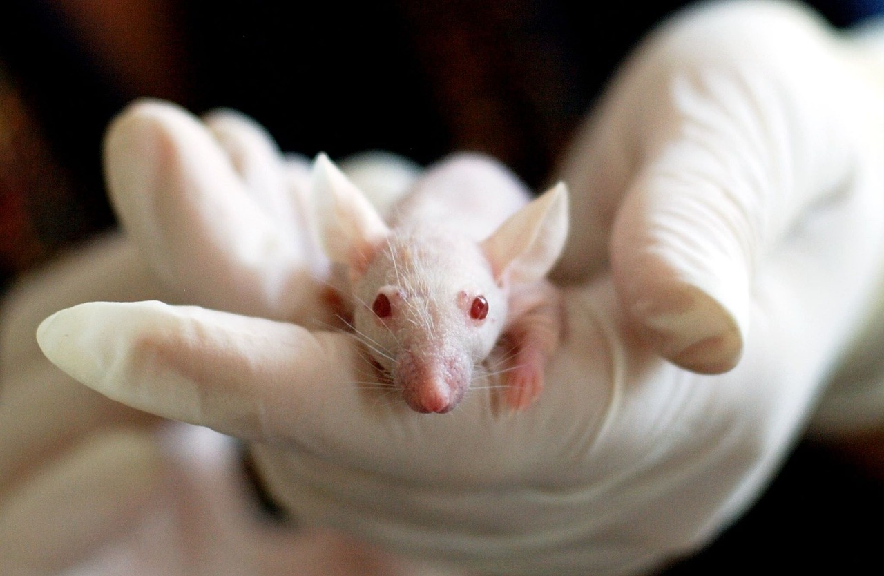 3rs in animal testing   