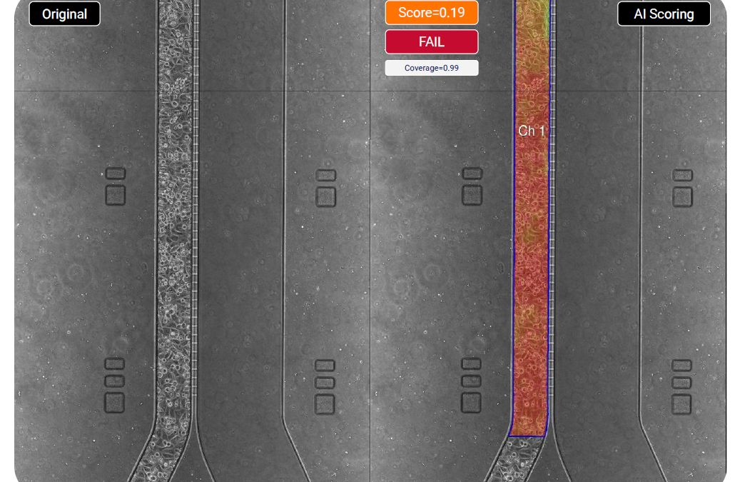 AI-Powered Quality Control for Blood-Brain Barrier-on-Chip Studies